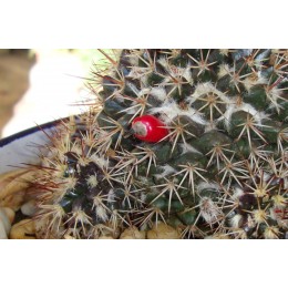 Маммиллярия вобурнская (Mammillaria voburnensis)
