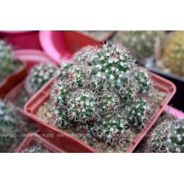 Маммиллярия вобурнская (Mammillaria voburnensis)