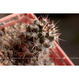 Маммиллярия вобурнская (Mammillaria voburnensis)