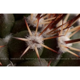 Маммиллярия вобурнская (Mammillaria voburnensis)