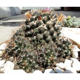 Маммиллярия вобурнская (Mammillaria voburnensis)