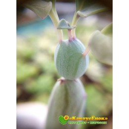 Черенок Крестовник членистый (Senecio articulatus, крестовник артикулатус)