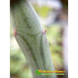 Черенок Крестовник членистый (Senecio articulatus, крестовник артикулатус)