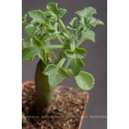 Черенок Крестовник членистый (Senecio articulatus, крестовник артикулатус)