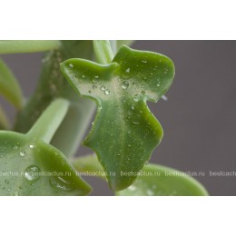 Черенок Крестовник членистый (Senecio articulatus, крестовник артикулатус)