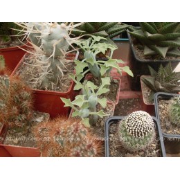 Черенок Крестовник членистый (Senecio articulatus, крестовник артикулатус)