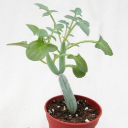 Черенок Крестовник членистый (Senecio articulatus, крестовник артикулатус)