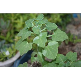 Черенок Крестовник членистый (Senecio articulatus, крестовник артикулатус)