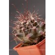 Ферокактус (Ferocactus hamatacanthus, ферокактус хаматокантус)