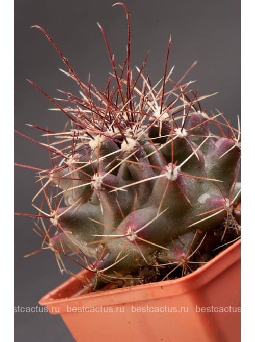 Ферокактус (Ferocactus hamatacanthus, ферокактус хаматокантус)