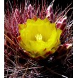 Ферокактус (Ferocactus hamatacanthus, ферокактус хаматокантус)