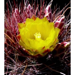 Ферокактус (Ferocactus hamatacanthus, ферокактус хаматокантус)
