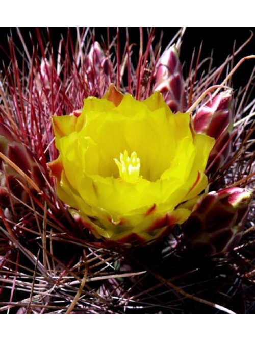 Ферокактус (Ferocactus hamatacanthus, ферокактус хаматокантус)