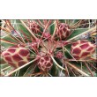 Ферокактус (Ferocactus hamatacanthus, ферокактус хаматокантус)