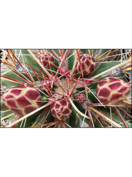 Ферокактус (Ferocactus hamatacanthus, ферокактус хаматокантус)