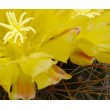 Ферокактус (Ferocactus hamatacanthus, ферокактус хаматокантус)