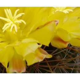 Ферокактус (Ferocactus hamatacanthus, ферокактус хаматокантус)