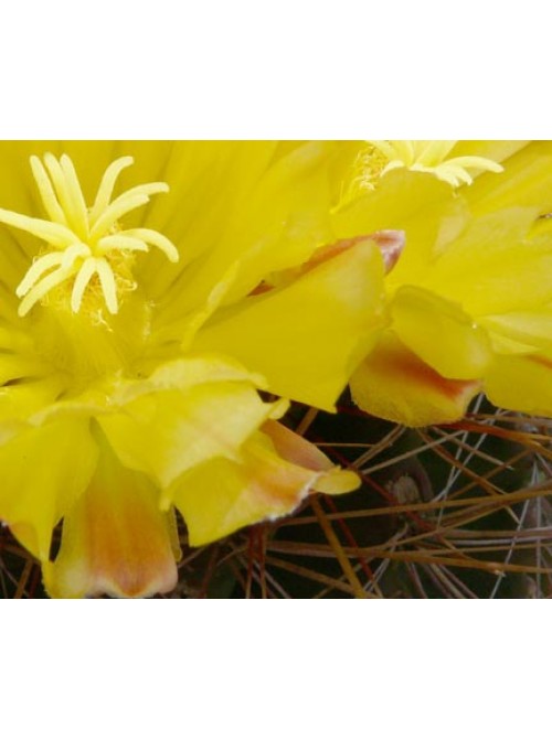 Ферокактус (Ferocactus hamatacanthus, ферокактус хаматокантус)