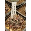 Ферокактус (Ferocactus hamatacanthus, ферокактус хаматокантус)