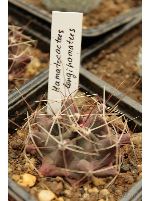 Ферокактус (Ferocactus hamatacanthus, ферокактус хаматокантус)