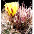 Ферокактус (Ferocactus hamatacanthus, ферокактус хаматокантус)