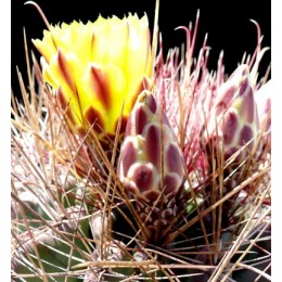 Ферокактус (Ferocactus hamatacanthus, ферокактус хаматокантус)