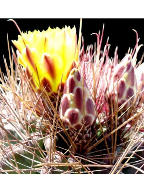 Ферокактус (Ferocactus hamatacanthus, ферокактус хаматокантус)