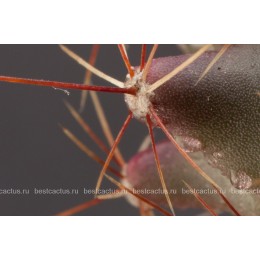 Ферокактус (Ferocactus hamatacanthus, ферокактус хаматокантус)