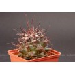 Ферокактус (Ferocactus hamatacanthus, ферокактус хаматокантус)