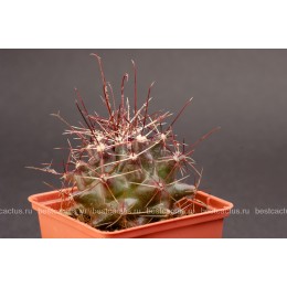 Ферокактус (Ferocactus hamatacanthus, ферокактус хаматокантус)