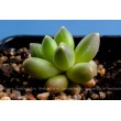 Пахифитум компактный (Pachyphytum compactum, пахифитум компактум)