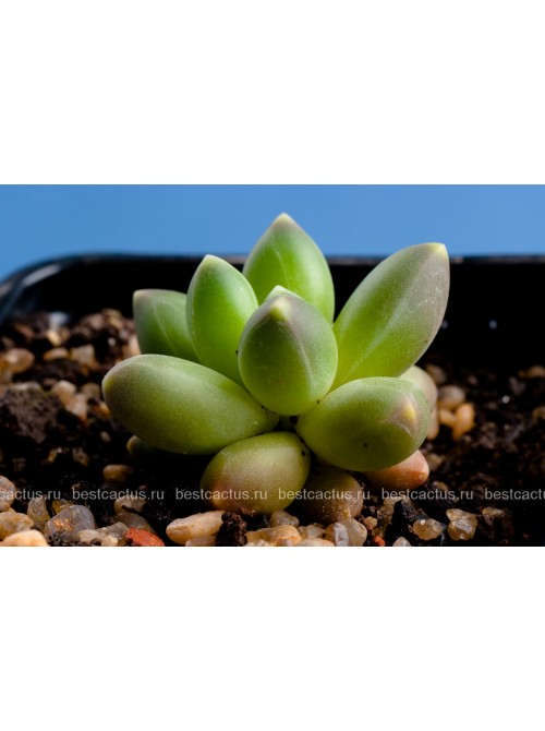 Пахифитум компактный (Pachyphytum compactum, пахифитум компактум)