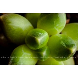 Пахифитум компактный (Pachyphytum compactum, пахифитум компактум)