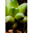 Пахифитум компактный (Pachyphytum compactum, пахифитум компактум)