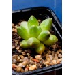 Пахифитум компактный (Pachyphytum compactum, пахифитум компактум)