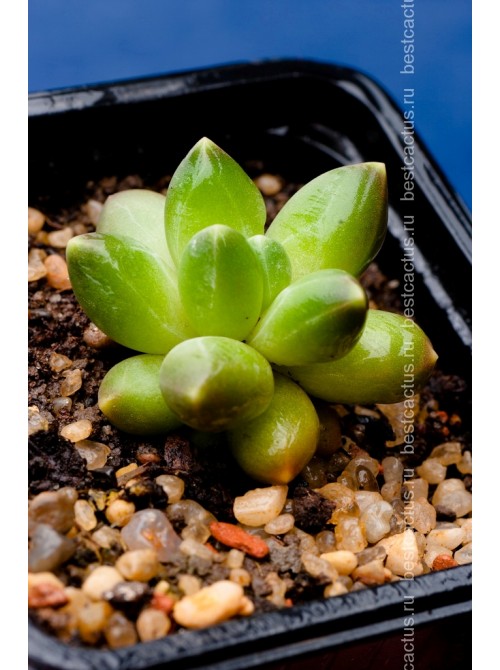 Пахифитум компактный (Pachyphytum compactum, пахифитум компактум)