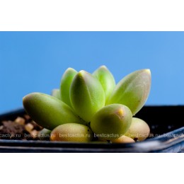 Пахифитум компактный (Pachyphytum compactum, пахифитум компактум)