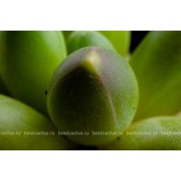 Пахифитум компактный (Pachyphytum compactum, пахифитум компактум)