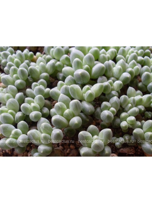 Пахифитум компактный (Pachyphytum compactum, пахифитум компактум)