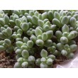 Пахифитум компактный (Pachyphytum compactum, пахифитум компактум)