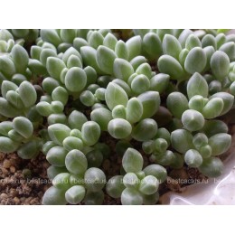 Пахифитум компактный (Pachyphytum compactum, пахифитум компактум)