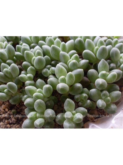 Пахифитум компактный (Pachyphytum compactum, пахифитум компактум)