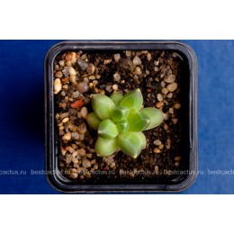 Пахифитум компактный (Pachyphytum compactum, пахифитум компактум)