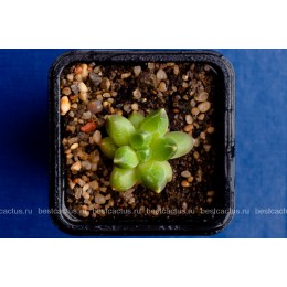 Пахифитум компактный (Pachyphytum compactum, пахифитум компактум)