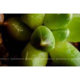 Пахифитум компактный (Pachyphytum compactum, пахифитум компактум)