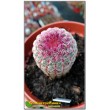 Эхиноцереус твердейший (Echinocereus rigidissimus v. rubispinus L 088, эхиноцереус ригидиссимус рубиспинус)