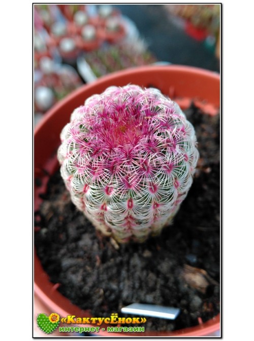 Эхиноцереус твердейший (Echinocereus rigidissimus v. rubispinus L 088, эхиноцереус ригидиссимус рубиспинус)