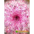 Эхиноцереус твердейший (Echinocereus rigidissimus v. rubispinus L 088, эхиноцереус ригидиссимус рубиспинус)