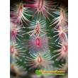 Эхиноцереус твердейший (Echinocereus rigidissimus v. rubispinus L 088, эхиноцереус ригидиссимус рубиспинус)