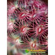 Эхиноцереус твердейший (Echinocereus rigidissimus v. rubispinus L 088, эхиноцереус ригидиссимус рубиспинус)